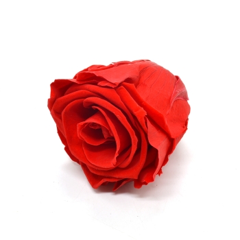 Trandafir Criogenat - Rosu vibrant 1 buc