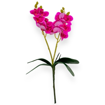 Fir mini orhidee dubla Siclam