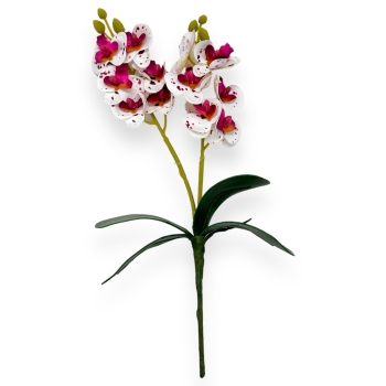 Fir mini orhidee dubla Alb cu Marsalla