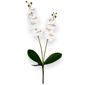 Fir orhidee dublu  Karin Aloha alb