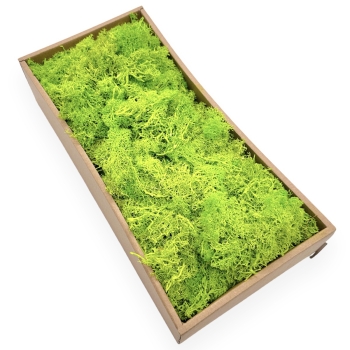 Licheni Natural Premium Curatat 500g - Verde Deschis Light
