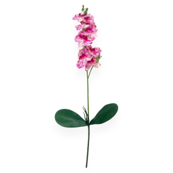 Fir Orhidee cu 2 Frunze Pestrita Siclam cu Alb