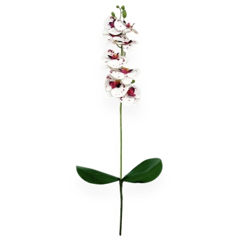 Fir Orhidee cu 2 Frunze Pestrit Alb cu Marsalla