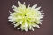 Set 90 buc flori artificiale funerare, Cap Crizantema Crem AFO