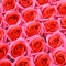 Set 50 trandafiri sapun parfumati atingere reala DUO siclam rosu C23-69 afo
