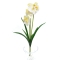 Buchet orhidee alb galben