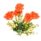 Buchet trandafir austin orange cu buxus alb