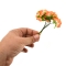 Set 144buc mini crizanteme cu pistil, portocaliu AFO