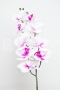 Orhidee Fir Realtouch Alb cu Siclam C21-104 AFO
