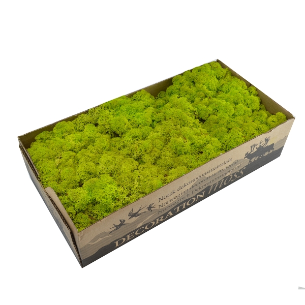 Moss natural (Licheni) verde deschis - 500gr