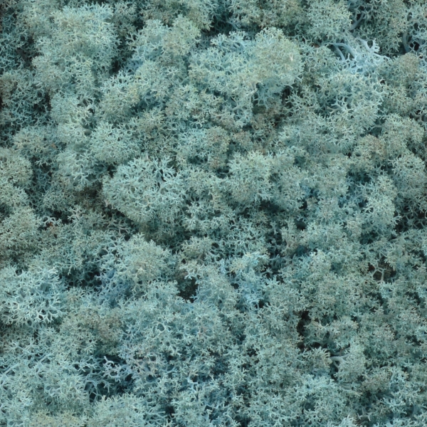 Licheni natural 500gr bleo aquamarine AFO