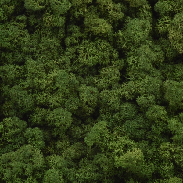 Licheni natural 500gr verde moss