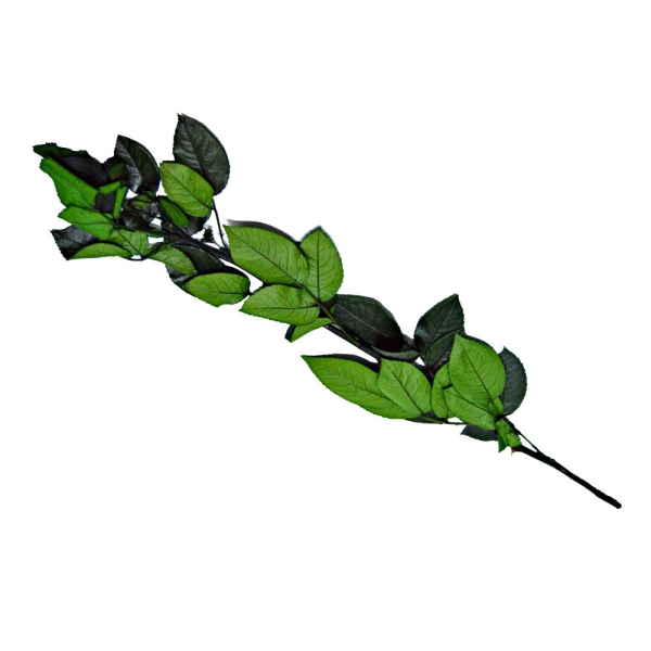 Tulpina pentru Trandafiri Criogenati 40 cm