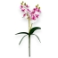 Fir mini orhidee dubla Alb cu Siclam